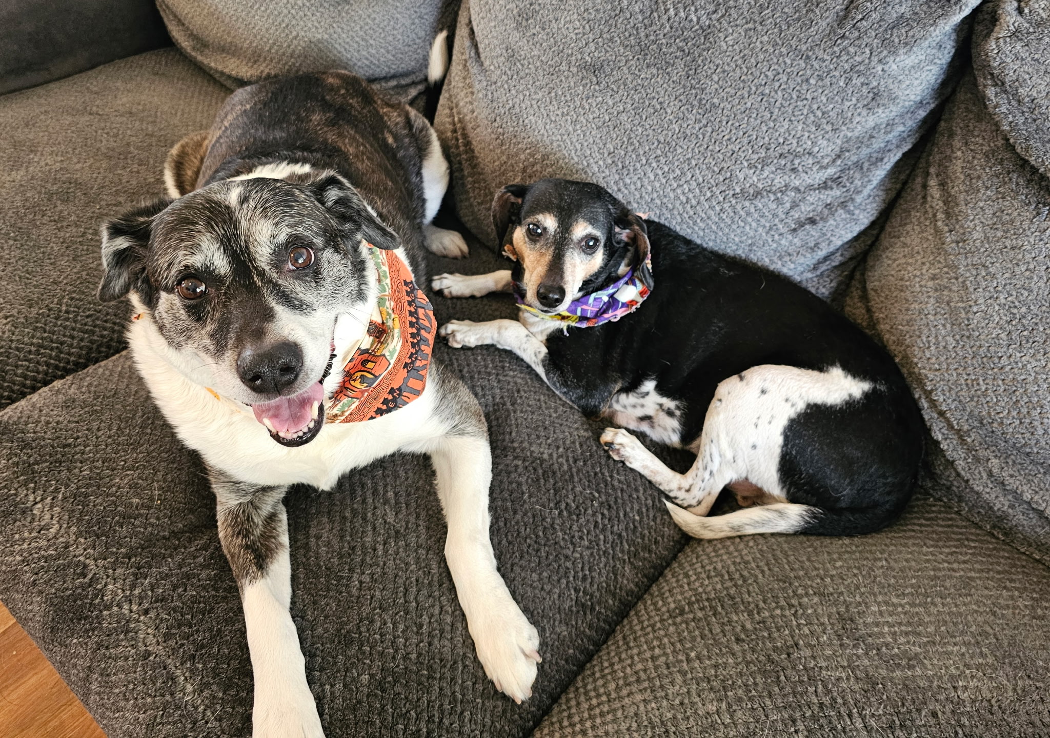 Lucy and Rufus the Directors of Telecommunications at JIL Technology